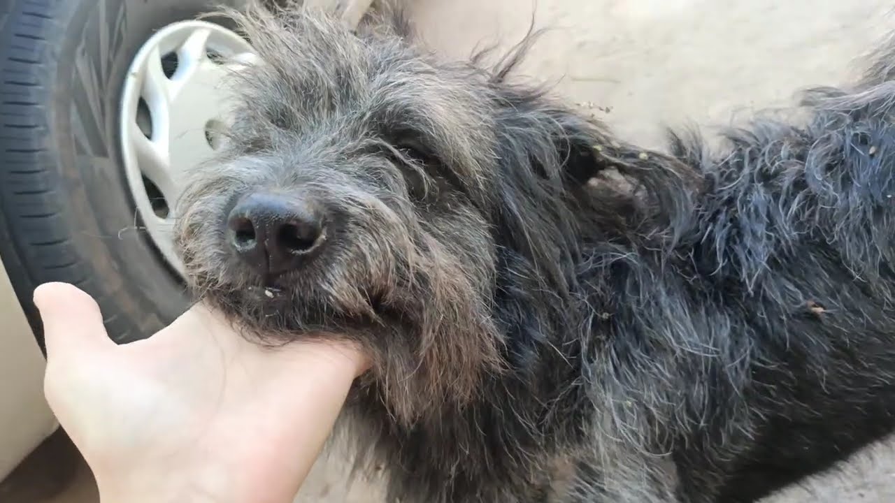 Treasy's friend 🦮