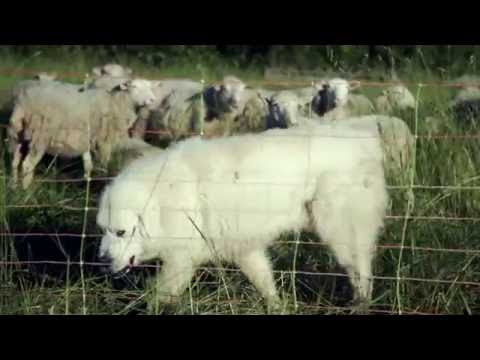 Videó: Őrzőkutyák 2 - Teljesítmény A Sheeple Küldetéseihez: Csábító! Meghívás, Kompromittált Jelölt és Szavazó Machinációk