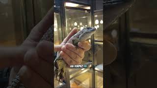 Bu kertenkeleye boşuna “zırhlı” demiyorlar. 🦎 Sudan Zırhlı Kertenkele