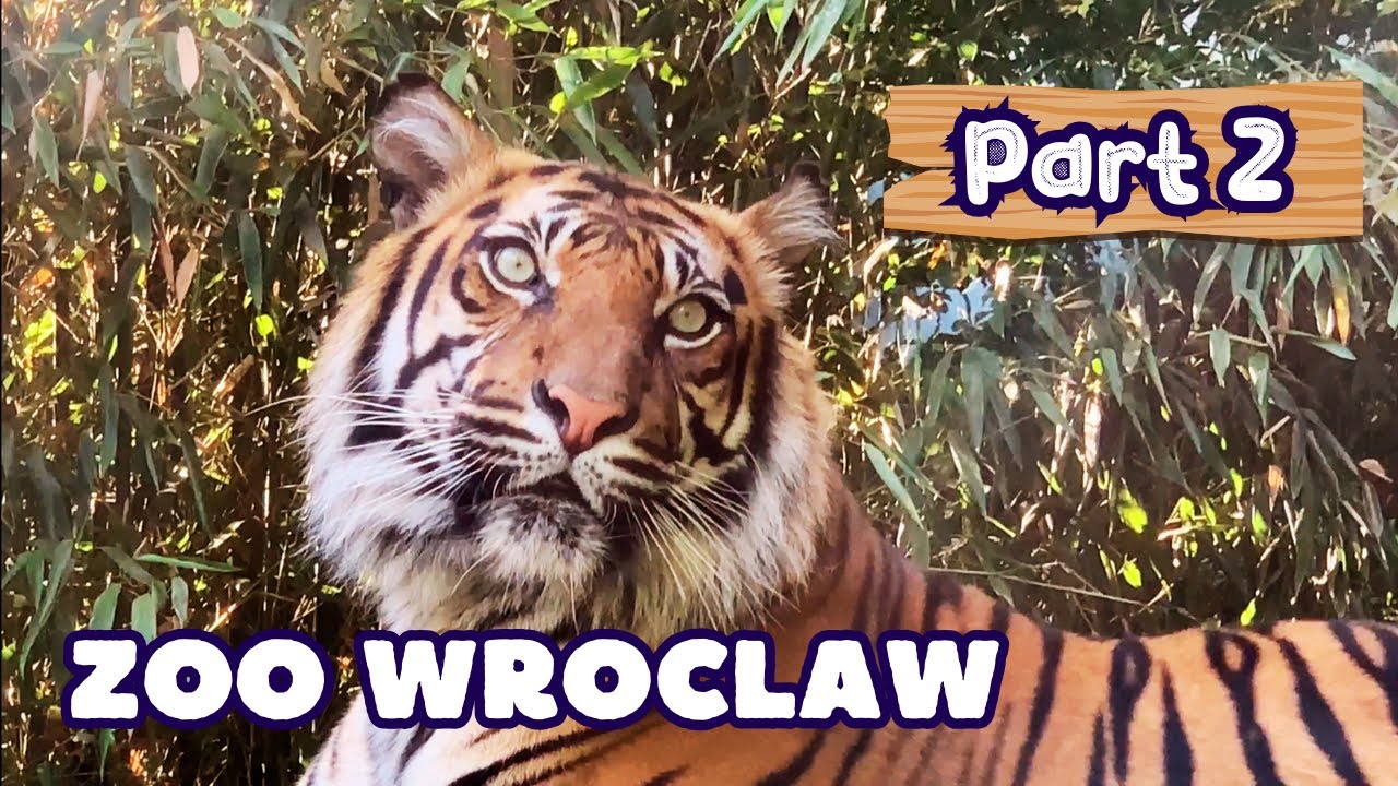 Зоопарк Вроцлава — целый день среди животных. Часть-2