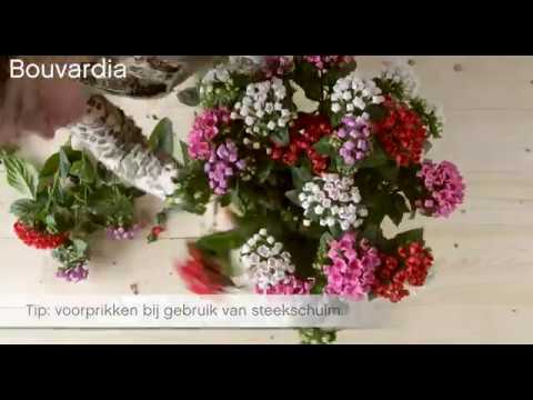 Video: Bouardia Hummingbird Flowers – Come coltivare una pianta di fiori di colibrì