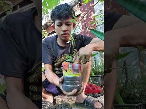 How to grow beautiful Roses flower #flowers #rose #tips