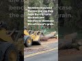"Devastation": Century-old trees chopped down for northern Utah waterline project