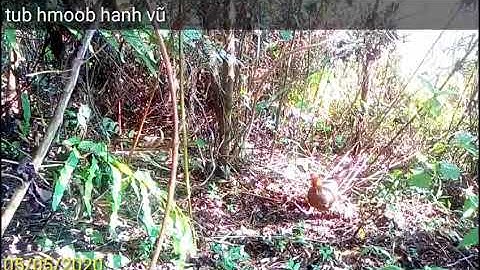 Cuab qaib lom zem heev 2020