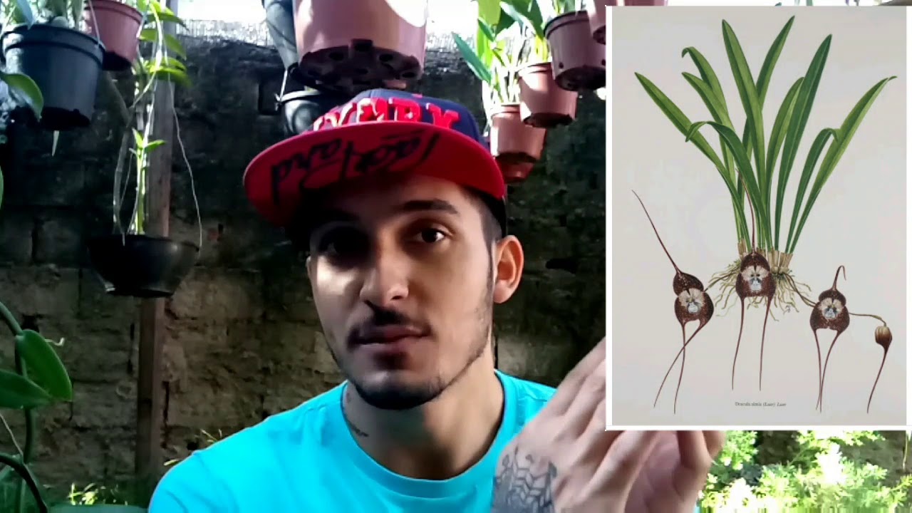 Orquidea cara de macaco (Dracula) JV curiosidades #2 - thptnganamst.edu.vn