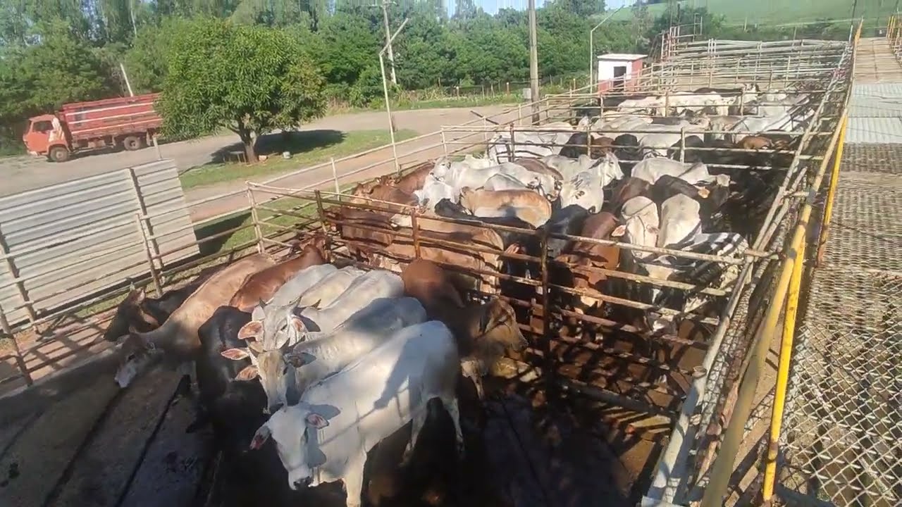 البرازيل مشهد لمذبح لحم ابقار  و التحضير لذبح الابقار