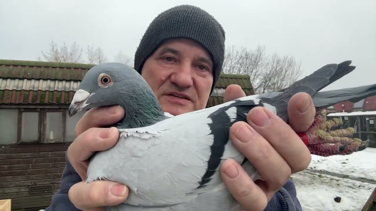 Gołębie Huriccan 51 Vlomans linia Huyskens Van Riel imbredy do rozpłodu 513016809 Artur Pawelec