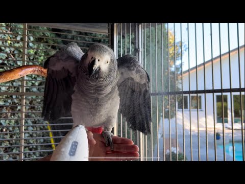 Showering Parrot with Electric Mister