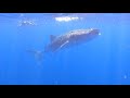 Whale Sharks Cancun