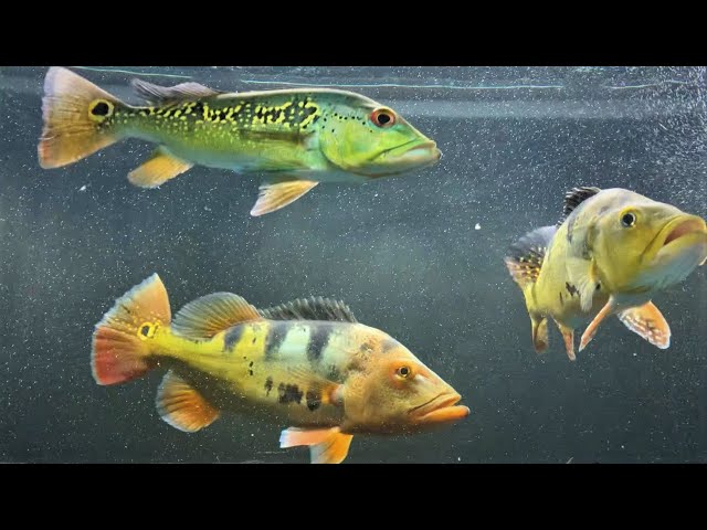 Feeding LARGE PEACOCK BASS 