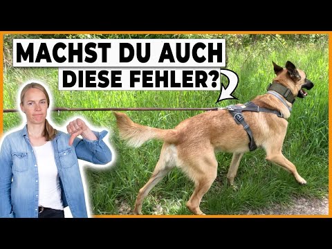 Video: 5 Tipps, um zu verhindern, dass Ihr Schnauzer an der Leine zieht