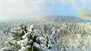 Snowy Forest Sunset