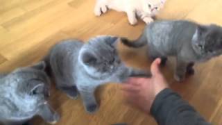 British Shorthair by La Rocca Di Ginevra 46,900 views 8 years ago 1 minute, 9 seconds