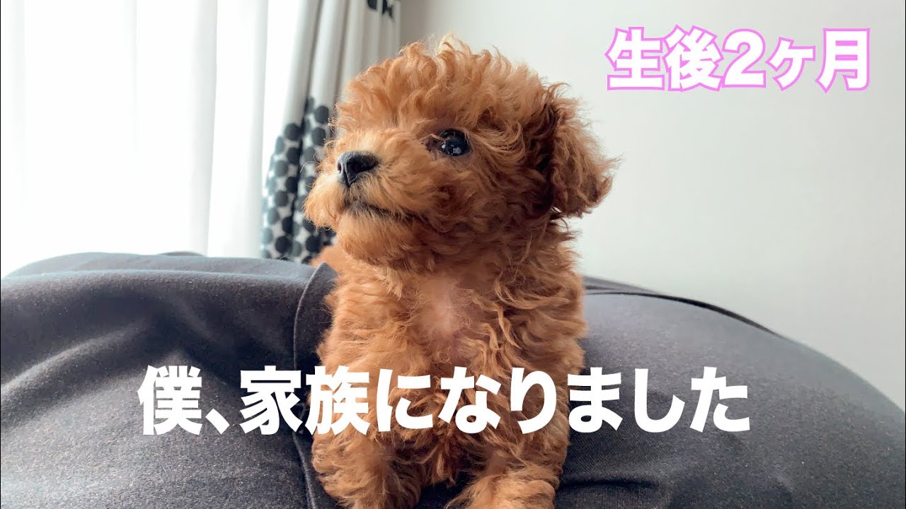 生後2ヶ月のトイプードルの赤ちゃんがやってきた Youtube 生後2ヶ月のトイプードルの赤ちゃんがやってきた Youtube