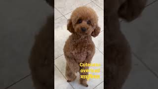 Cute Poodle #funny #dog #shorts #toy Poodle #cute #youtube shorts