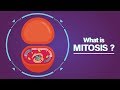 Understanding Mitosis