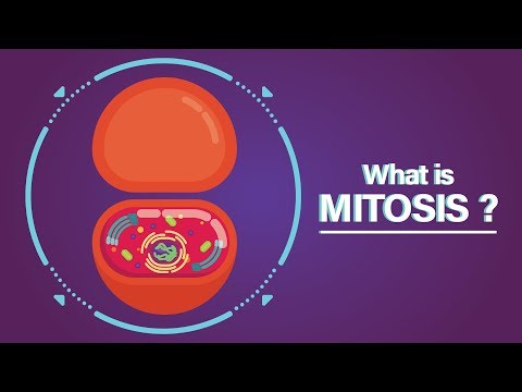 Video: Kako se mejoza razlikuje od mitoze?
