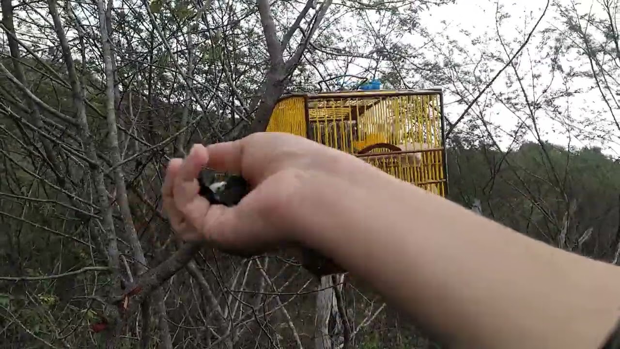 Golinha Predador N° 28 de 2023