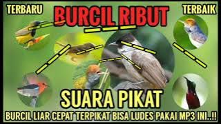 PIKAT MP3 BURCIL RIBUT PALING AMPUH... KUTILANG RIBUT & SEGALA BURCIL!!!