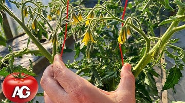 Tying up tomatoes quickly and firmly and easily! I wish I had known this method before