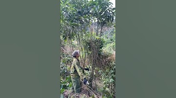 Hồi sinh vườn cà bỏ hoang – Làm lại từ đầuReviving an abandoned coffee farm