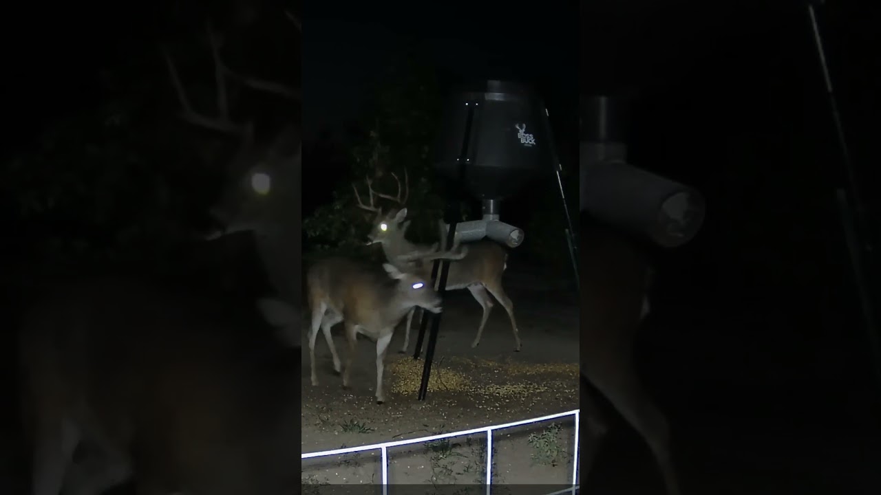 Whitetail Buck Eating from the Boss Buck #7