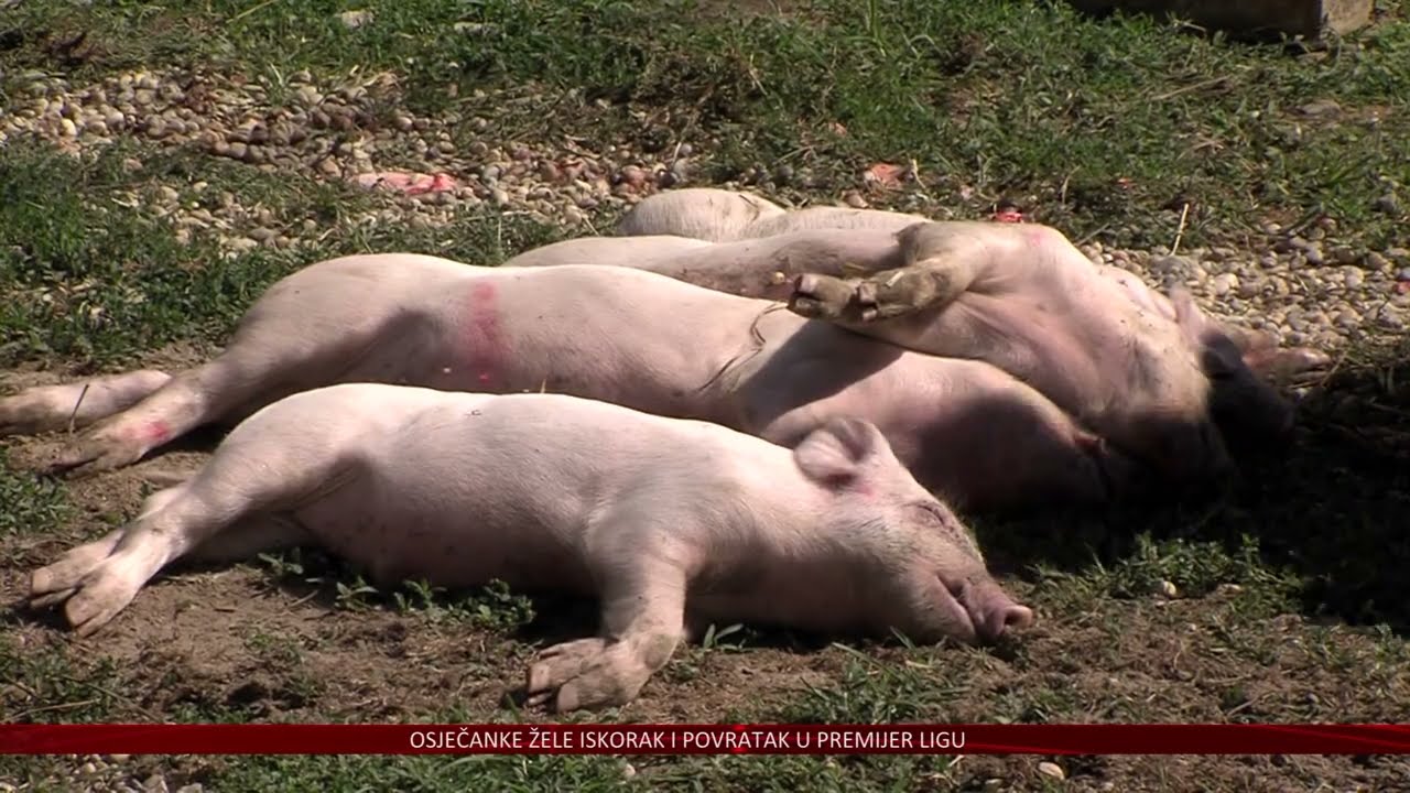 Brlošić: „Nije pretjerivanje kada se govori o sprovodu hrvatske poljoprivrede“