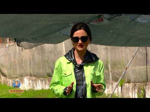 პეკინის კომბოსტოს