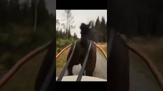 Horsey givin her hell 😂🤣 #funnyshorts #memes #mad