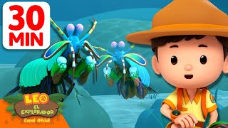 ¡Encontramos camarones mantis peleando! | 30 Min | Leo, El Explorador | Animación
