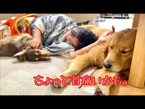 不自然な首の角度でも、姉のために身動きしない大型犬クッキー【ゴールデンレトリバーとミニチュアダックスフンド】