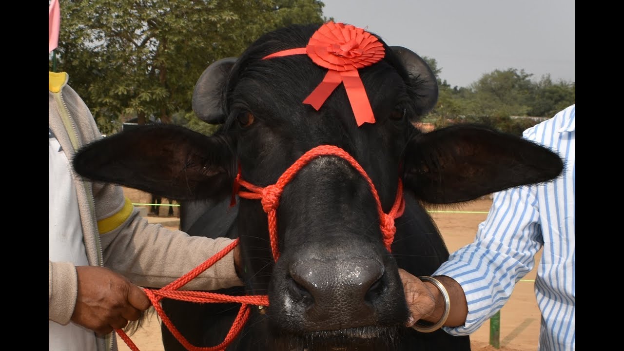 Champion Murrah buffalo winners of Animal Competition and Pashu Mela Ludhiana Punjab 2017
