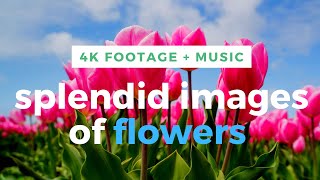 beautiful soft music with the most beautiful pictures of flowers screenshot 2