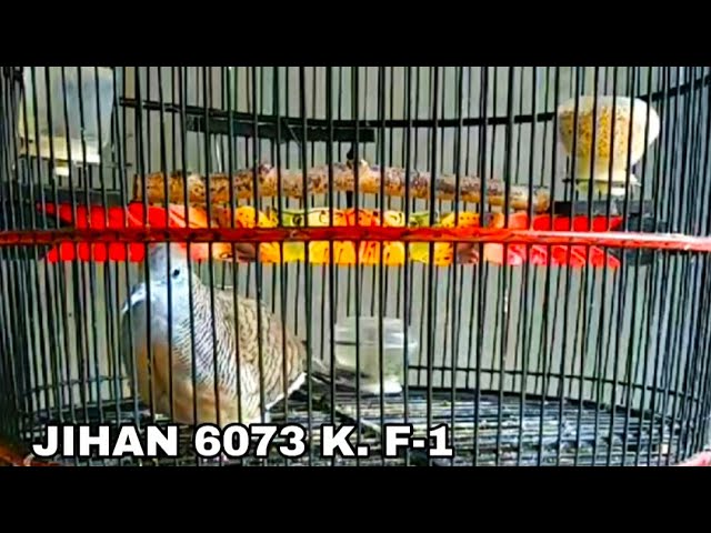 PERKUTUT BANGKOK SUARA LENGKAP TEBAL PRODUK JIHAN BIRD FARM PASURUAN class=