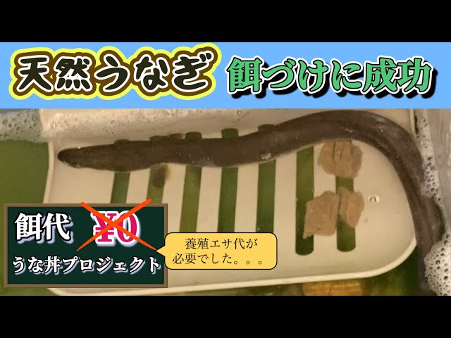 天然ウナギの餌付けに成功！色んな餌をあげてみた。 - YouTube