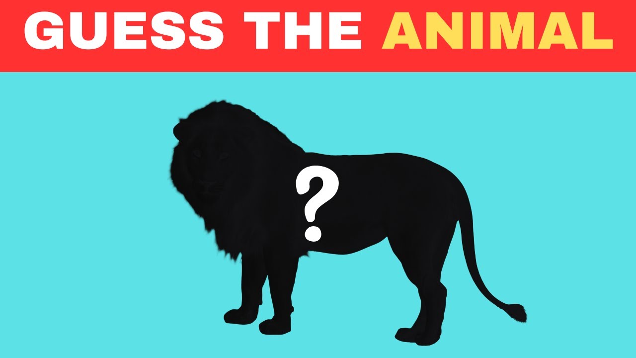 Guess The Animal by Shadow | Animal Quiz - YouTube
