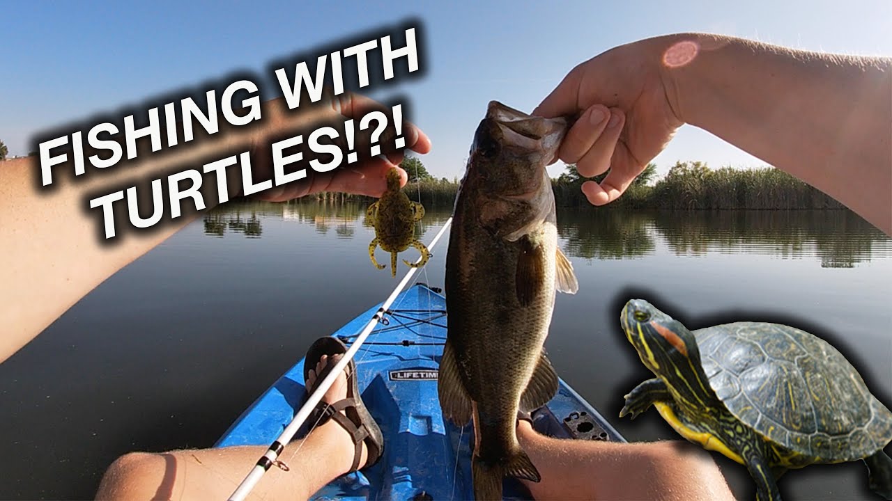 FISHING WITH TURTLES! (Catching Bass With Doomzday Turtles) 