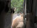 😸😸🐦