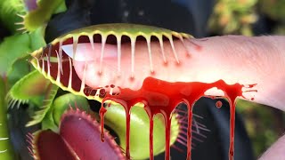What do carnivorous plants eat ❓❓❓ 2
