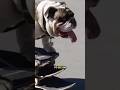Are bulldogs meant for #skateboarding #skate #skateboard