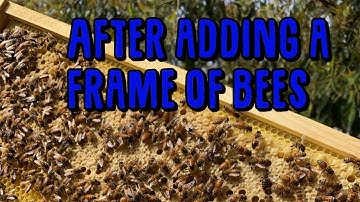 Adding a frame of Brood from a strong Hive to a weak Hive.