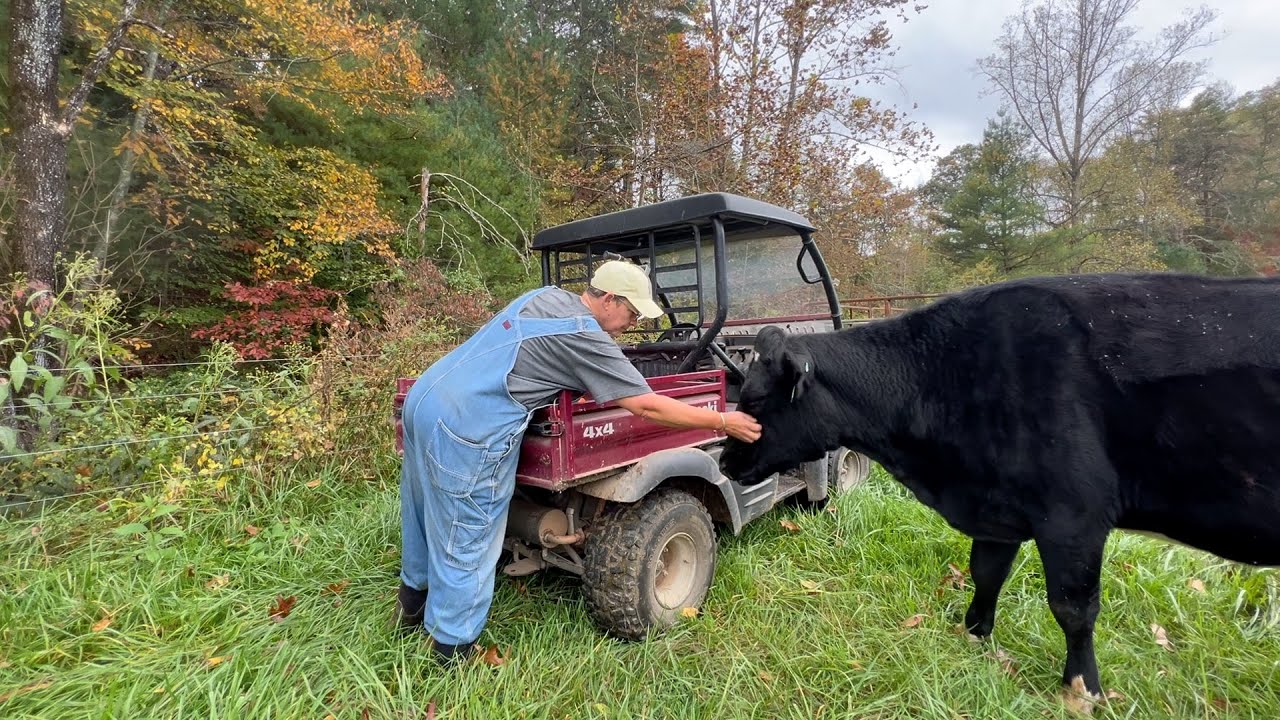 Она ДОЛЖНА была уйти — Корова, которая не могла остаться