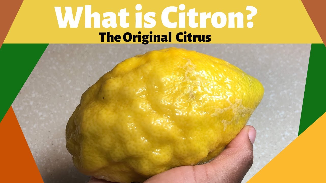 What is Citron? The Original Citrus 
