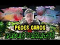 Diferencia entre peces caros y baratos (LA VERDAD)