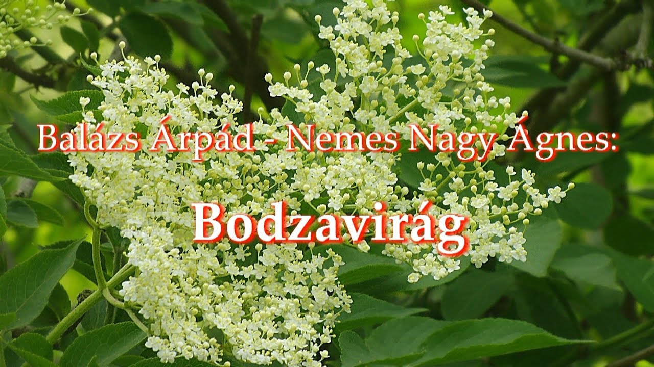 bodzavirág