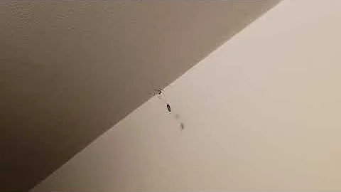 Spider vs Click Beetle