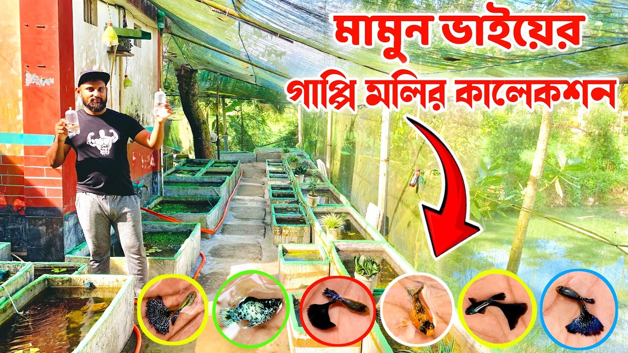 গাজীপুরে মামুন ভাইয়ের গাপ্পি, মলি মাছের খামার || 