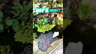 Are UNDERWATER LIGHTS the BEST Pond Add-on? 💡| #shorts