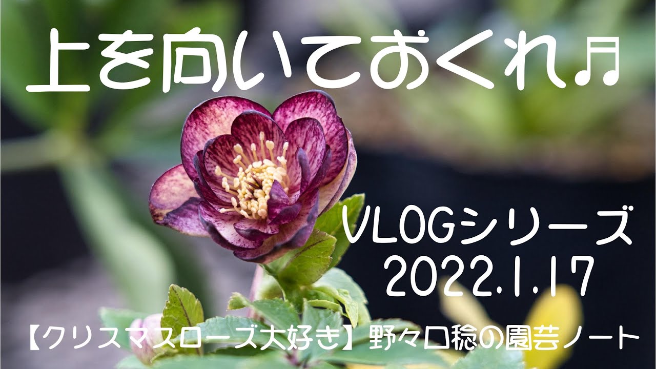 VLOGシリーズ 2022.1.17(上を向いておくれ♬) - YouTube VLOGシリーズ 2022.1.17(上を向いておくれ♬) - YouTube