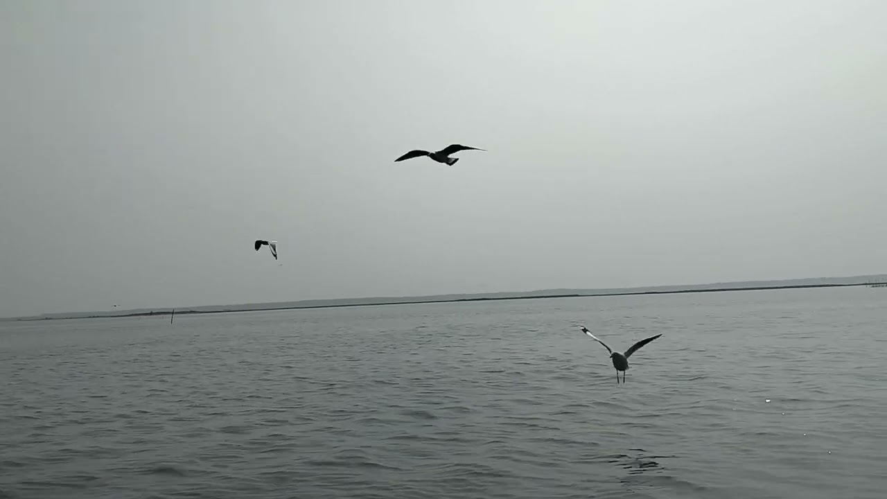 Exploring Chilika Lake: Boating Adventure, Seagulls, and the Mouth of the Lagoon